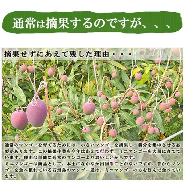 ミニマンゴー（沖縄マンゴー）のお取り寄せ販売（通販） ときわ