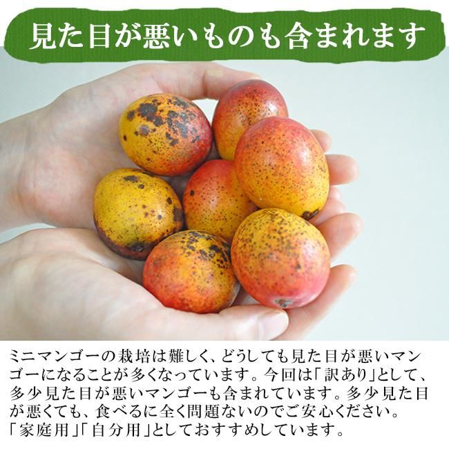 ミニマンゴー(沖縄マンゴー)のお取り寄せ販売(通販) ときわ