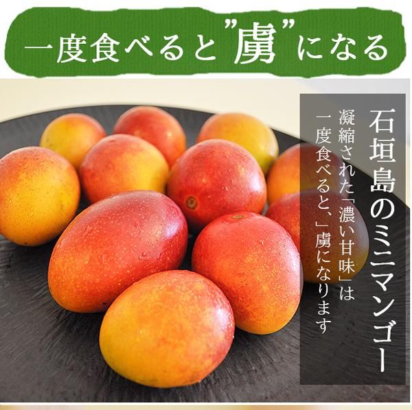 毎日がバーゲンセール クール便込 沖縄産マンゴー ミニマンゴー セット