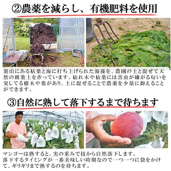ミニマンゴー(沖縄マンゴー)のお取り寄せ販売(通販) ときわ ミニマンゴー(沖縄マンゴー)のお取り寄せ販売(通販) ときわ