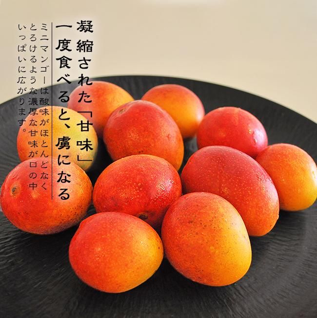 ミニマンゴー（沖縄マンゴー）のお取り寄せ販売（通販） ときわ
