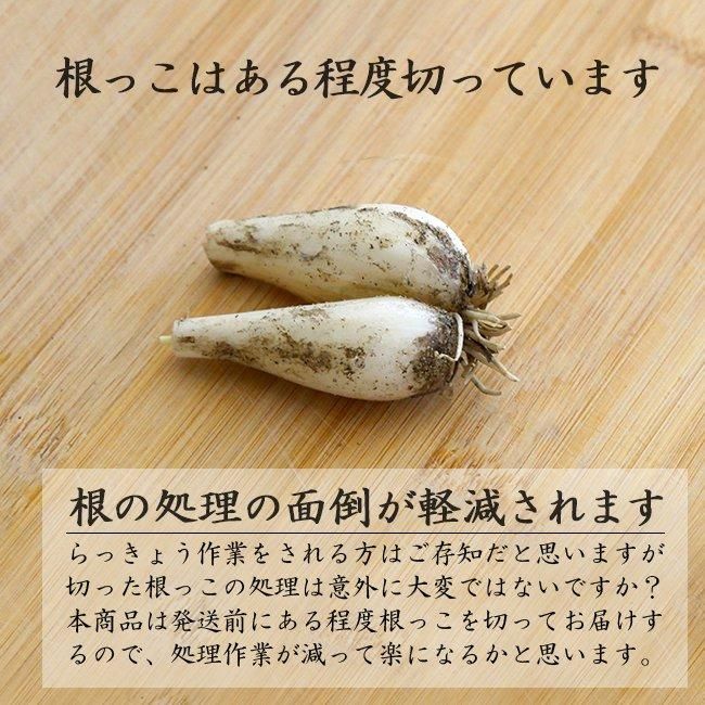 生らっきょう 砂丘らっきょう お取り寄せ 通販 土付き（砂付き