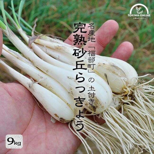 生らっきょう 砂丘らっきょう 9kg お取り寄せ 通販 土付き（砂