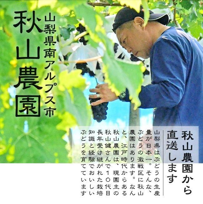 シャインマスカットのお取り寄せ販売（通販）敬老の日などの