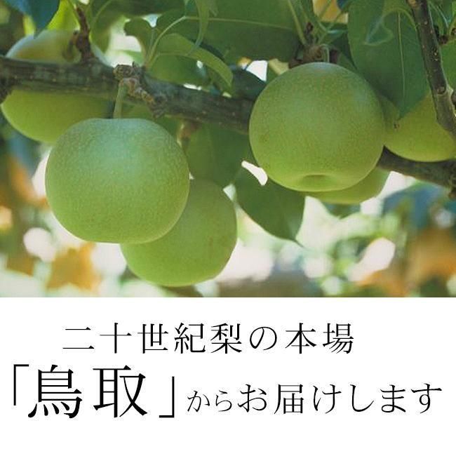 梨 20世紀梨 お取り寄せ販売(通販)鳥取産 産地直送 農家直送 - 《公式》ときわオンライン フルーツ果物のお取り寄せ通販 梨 20世紀梨 お取り寄せ販売(通販)鳥取産 産地直送 農家直送 - 《公式》ときわオンライン フルーツ果物のお取り寄せ通販