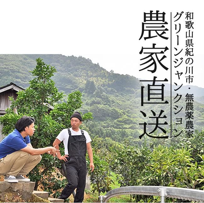 国産 無農薬 グリーンレモン 10kg グリーンジャンクション 国産 無農薬 グリーンレモン 10kg グリーンジャンクション