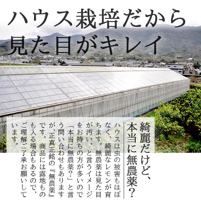 国産 無農薬 グリーンレモン 10kg グリーンジャンクション 国産 無農薬 グリーンレモン 10kg グリーンジャンクション