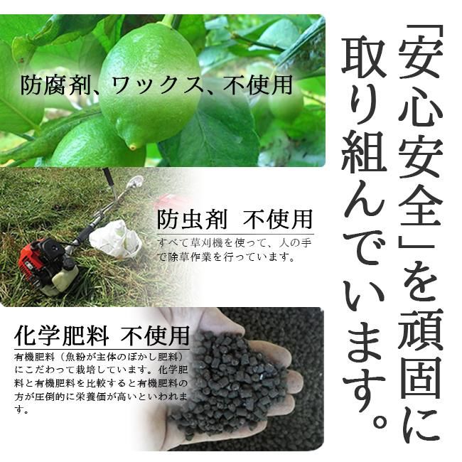 国産 無農薬 グリーンレモン 20kg グリーンジャンクション