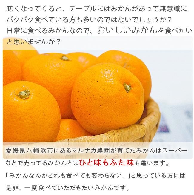 ムッキーちゃん 4個セット オレンジ 大人気 甘夏 みかん