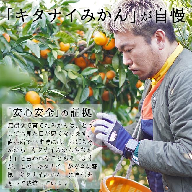 みかん 紀州みかん 和歌山 無農薬 お取り寄せ販売（通販）農園