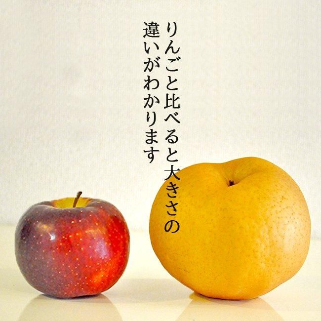 楽天市場】愛宕 梨の通販
