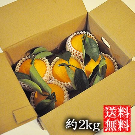 八朔合馬 葉付き八朔（無農薬）4〜5玉入 グリーンジャンクション | 新鮮な