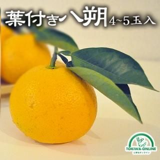 八朔合馬 公式》ときわオンライン フルーツ果物のお取り寄せ通販