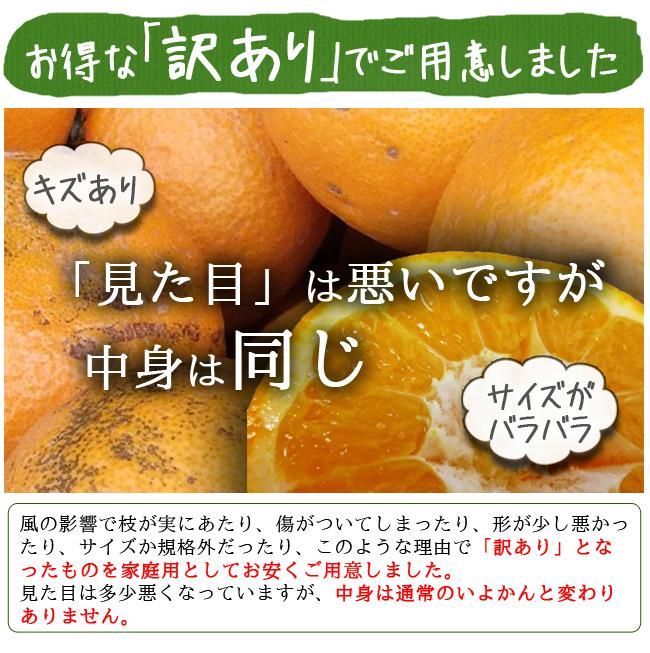 いよかん 10kg 訳あり 伊予柑 みかん 送料無料 愛媛 秀品 業務用 いよかん 10kg 訳あり 伊予柑 みかん 送料無料 愛媛 秀品 業務用