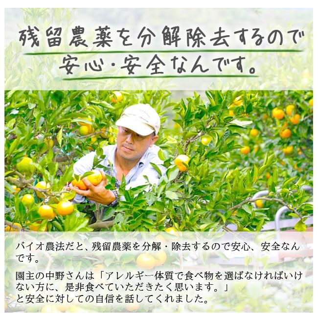 楽天市場】愛媛産 いよかん 20kg 訳あり・不揃い【送料無料(一部