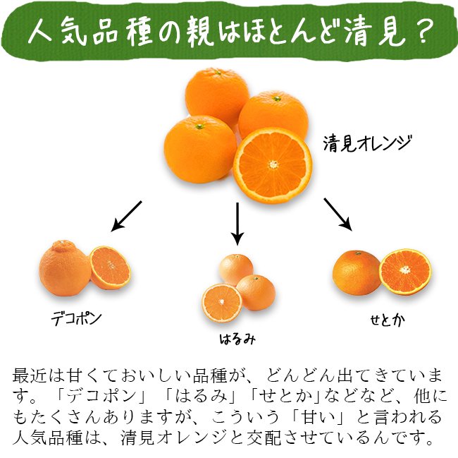 清見オレンジ 清見タンゴール みかん 10kg 送料無料 無農薬 和歌山