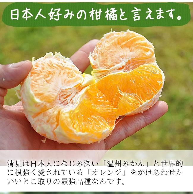 清見オレンジ 清見タンゴール みかん 20kg 送料無料 無農薬 清見オレンジ 清見タンゴール みかん 20kg 送料無料 無農薬