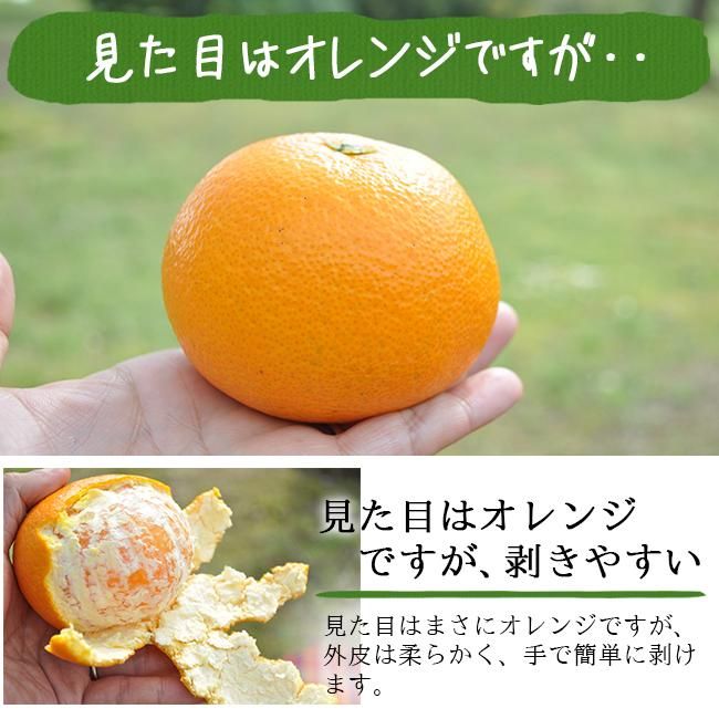 【公式】フジのお歳暮・冬ギフト - WEBカタログ掲載中 清見オレンジ 清見タンゴール みかん 20kg 送料無料 無農薬 果物