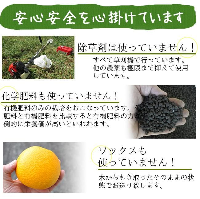 清見オレンジ 清見タンゴール みかん 20kg 送料無料 無農薬 清見オレンジ 清見タンゴール みかん 20kg 送料無料 無農薬