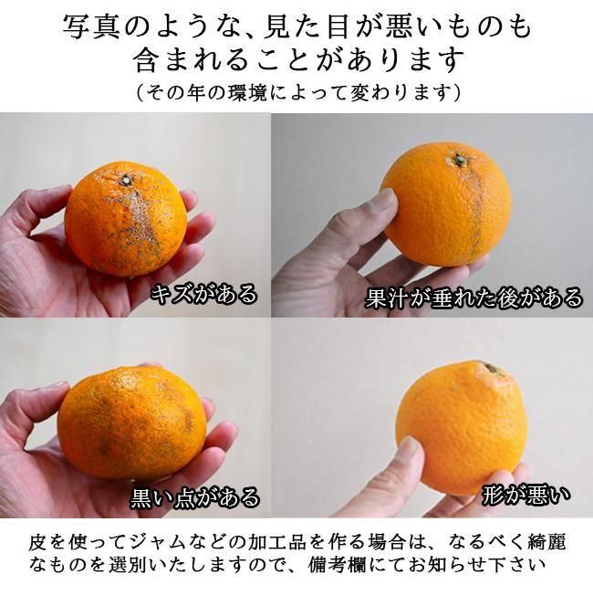 清見オレンジ 清見タンゴール みかん 20kg 送料無料 無農薬 清見オレンジ 清見タンゴール みかん 20kg 送料無料 無農薬