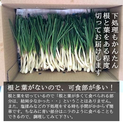 直売所コスパ最強〉沖縄県産Kおばーの島らっきょう 約2.4kg