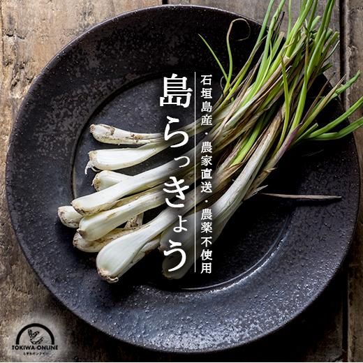 島らっきょう(沖縄産)のお取り寄せ販売(通販)送料無料でお届け 島らっきょう(沖縄産)のお取り寄せ販売(通販)送料無料でお届け