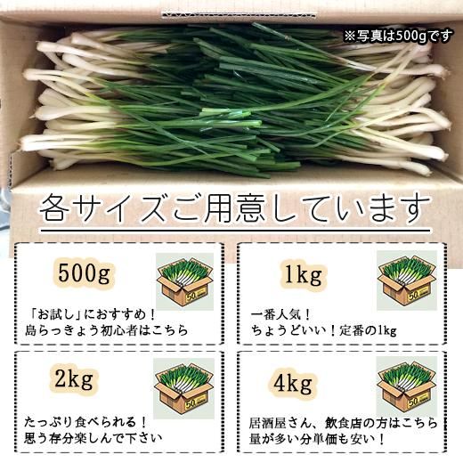 島らっきょう(沖縄産)のお取り寄せ販売(通販)送料無料でお届け 島らっきょう(沖縄産)のお取り寄せ販売(通販)送料無料でお届け
