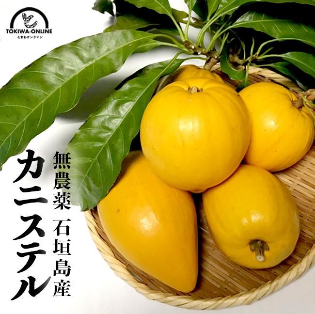 カニステル エッグフルーツ 無農薬 沖縄産 お取り寄せ販売（通販