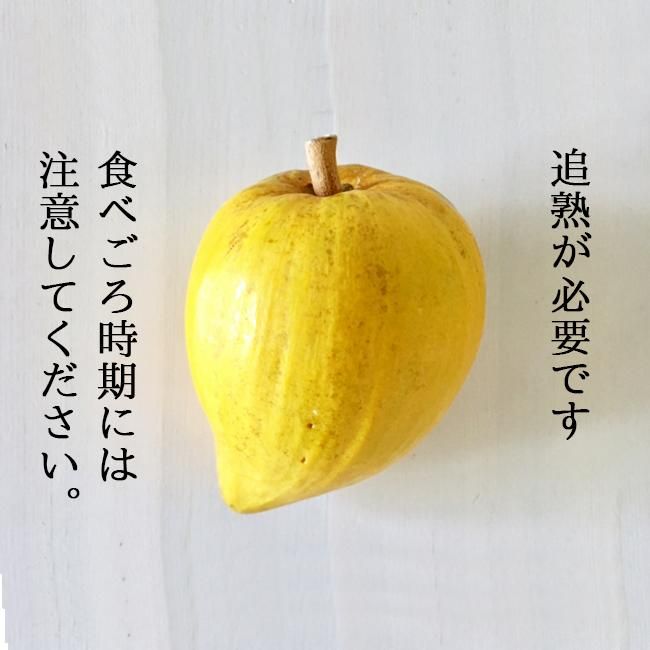 カニステル エッグフルーツ 無農薬 沖縄産 お取り寄せ販売 通販 農園直送 農家直送 産地直送