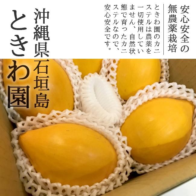 カニステル エッグフルーツ 無農薬 沖縄産 お取り寄せ販売（通販