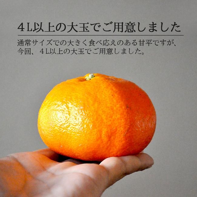 甘平（かんぺい）大玉のお取り寄せ販売（通販）農家直送 送料無料