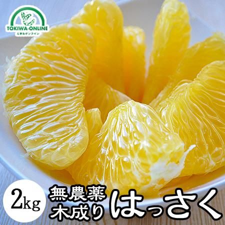 八朔 無農薬(家庭用)2Kgのお取り寄せ販売(通販)送料無料でお届け 八朔 無農薬(家庭用)2Kgのお取り寄せ販売(通販)送料無料でお届け