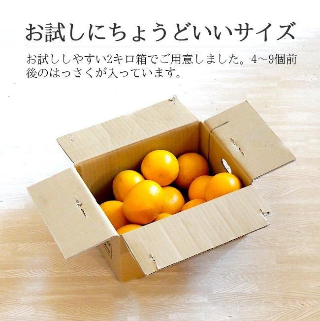 八朔 無農薬(家庭用)2Kgのお取り寄せ販売(通販)送料無料でお届け 八朔 無農薬(家庭用)2Kgのお取り寄せ販売(通販)送料無料でお届け