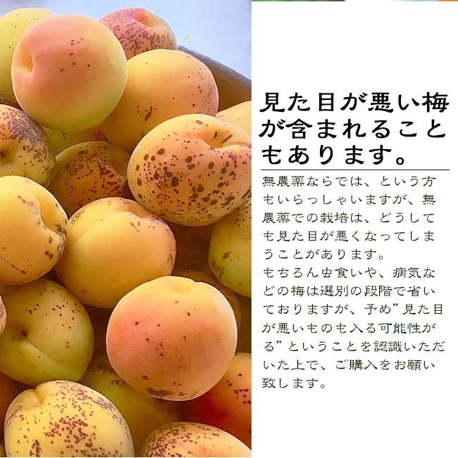 無農薬栽培 完熟南高梅(青梅) 2キロ 上級品(A~B級) サイズ不選別
