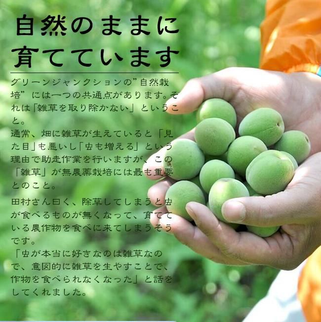 完熟梅 南高梅 無農薬 2Kgのお取り寄せ販売（通販）送料無料で
