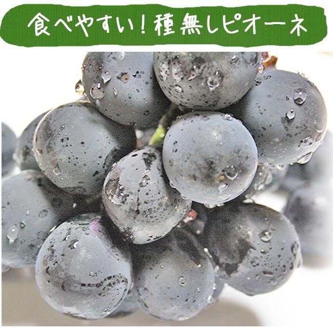 ピオーネ 種なしぶどう のお取り寄せ販売(通販) 《公式》ときわオンライン フルーツ果物のお取り寄せ通販 種なし ぶどう ピオーネ