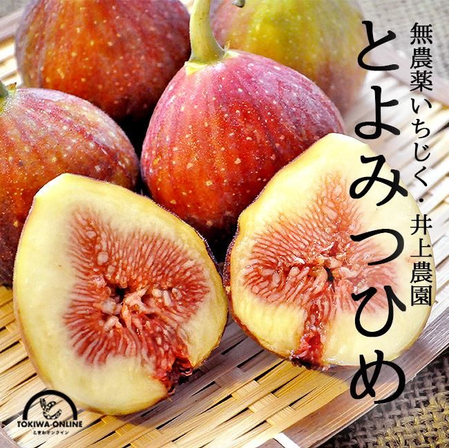 専用】穂木 イチジク（イチジク穂木 8品種8本 道場様専用