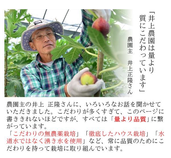 産地直送 農家直送 いちじく とよみつひめのお取り寄せ販売