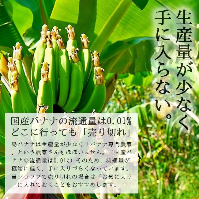 沖縄石垣島の島バナナ（国産バナナ）のお取り寄せ販売（通販）