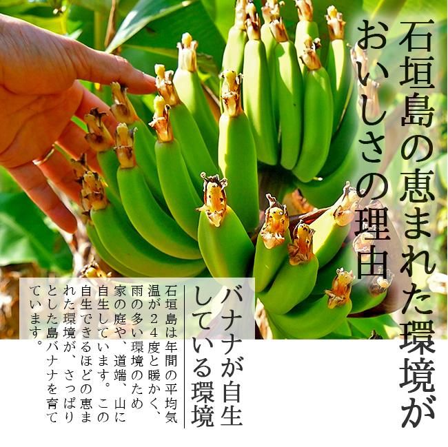 沖縄石垣島の島バナナ（国産バナナ）のお取り寄せ販売（通販）
