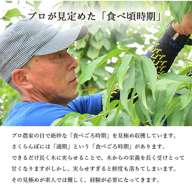 さくらんぼ 高砂 鮮度の高い農家直送 Lサイズ以上でお届けします