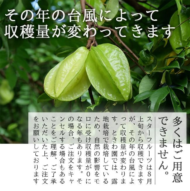 スターフルーツ。果樹。約130cm 鉢ごと無料で発送致します。 169842118_o5.jpg?