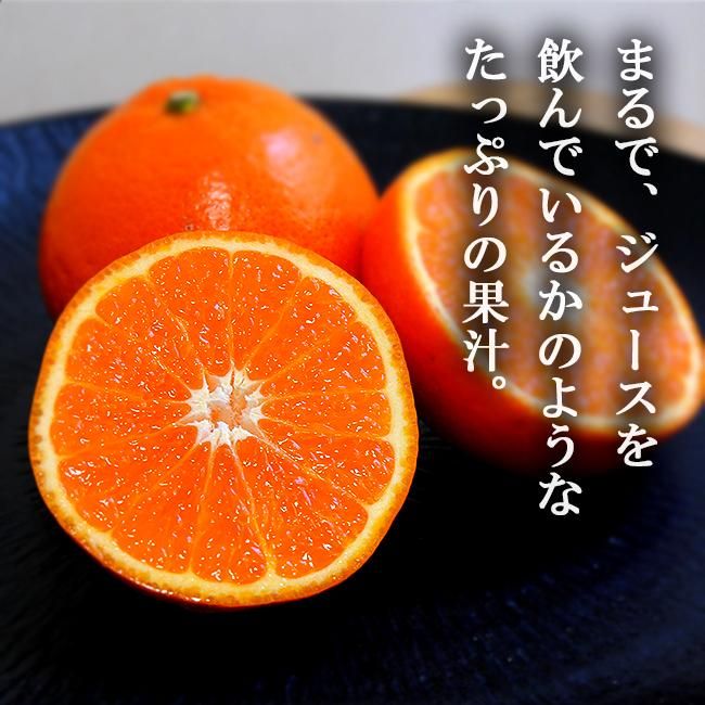 みかん出品 20230818tsubu12.jpg