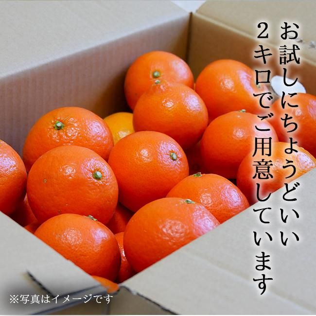 みはや（和歌山産）2Kgのお取り寄せ販売（通販）送料無料でお届け