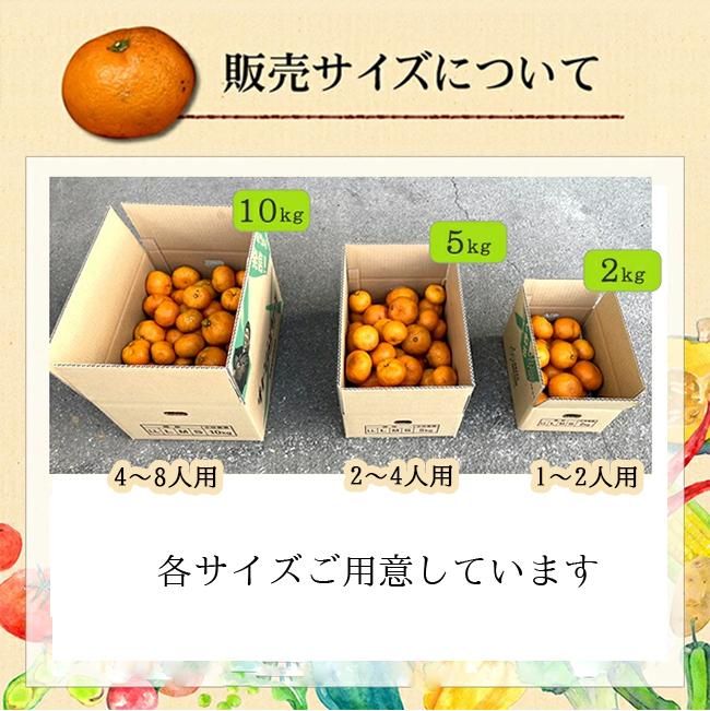 みはや(和歌山産)5Kgのお取り寄せ販売(通販)送料無料でお届け みはや(和歌山産)5Kgのお取り寄せ販売(通販)送料無料でお届け