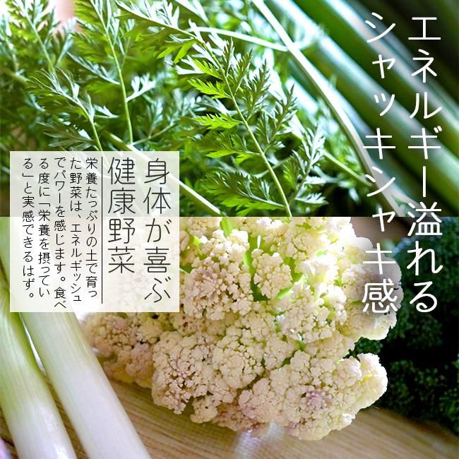 無農薬 野菜セットのお取り寄せ販売（通販）- 《公式》ときわ 