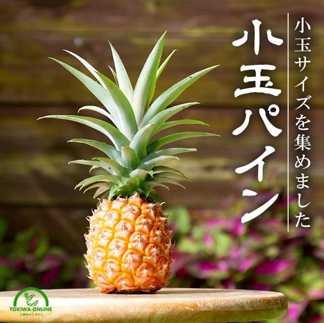 国産パイナップルのお取り寄せ販売（通販）お中元などの贈答用