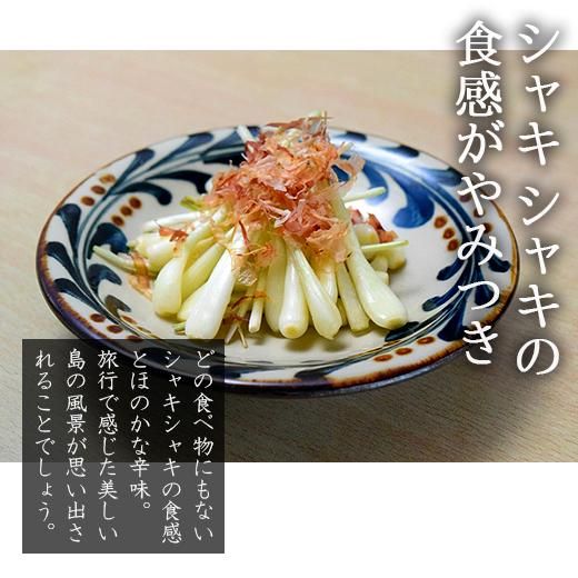 島らっきょう(沖縄産)のお取り寄せ販売(通販)送料無料でお届け 島らっきょう(沖縄産)のお取り寄せ販売(通販)送料無料でお届け