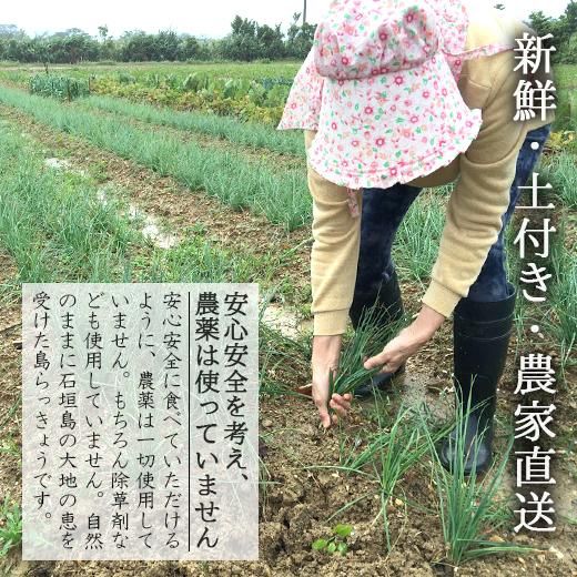島らっきょう(沖縄産)のお取り寄せ販売(通販)送料無料でお届け 島らっきょう(沖縄産)のお取り寄せ販売(通販)送料無料でお届け