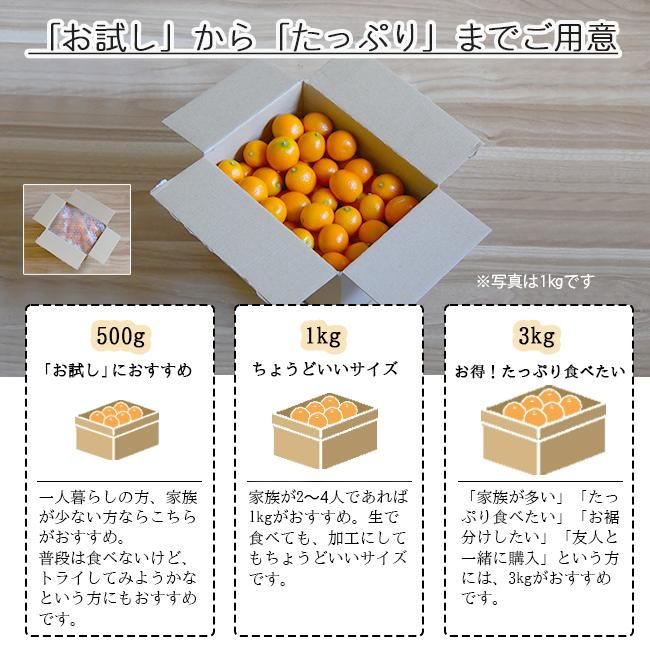 無農薬栽培金柑約1kg 長き 無農薬栽培金柑約1kg 長き